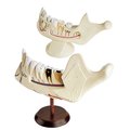 Denoyer-Geppert Anatomical Model, Student Child & Adult Jaw Set 0890-00